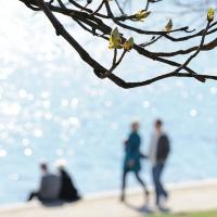 2010_1533 Frühlingsspaziergang um den Stadtparksee - Knospen eines Kastanienbaums. | 